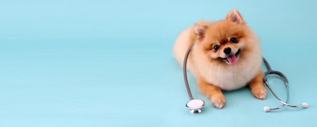 dog with stetoscope